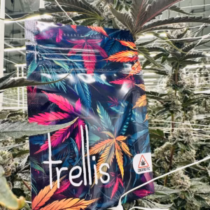 Jet Fuel Gelato Big Buds 3.5g