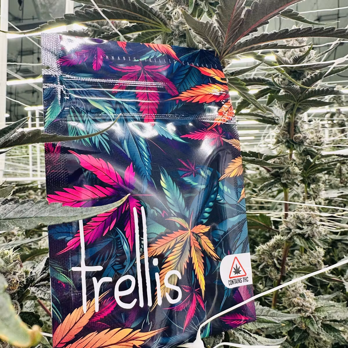 Jet Fuel Gelato Big Buds 3.5g